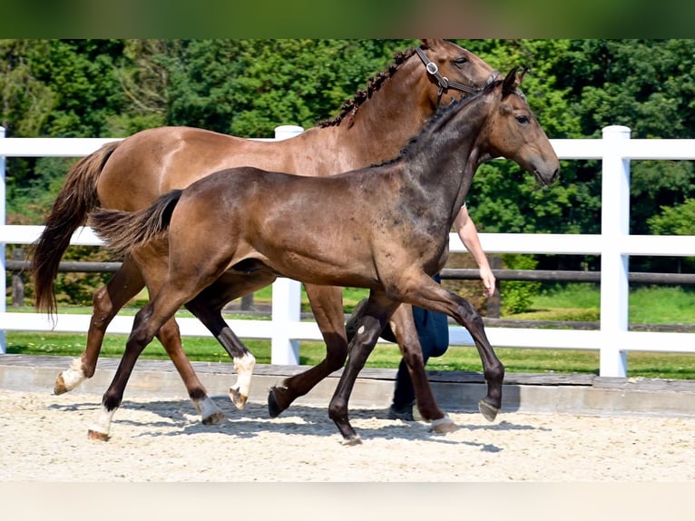 Oldenburg Stallion Foal (02/2024) Brown in Fontaine-l&#39;Abbé