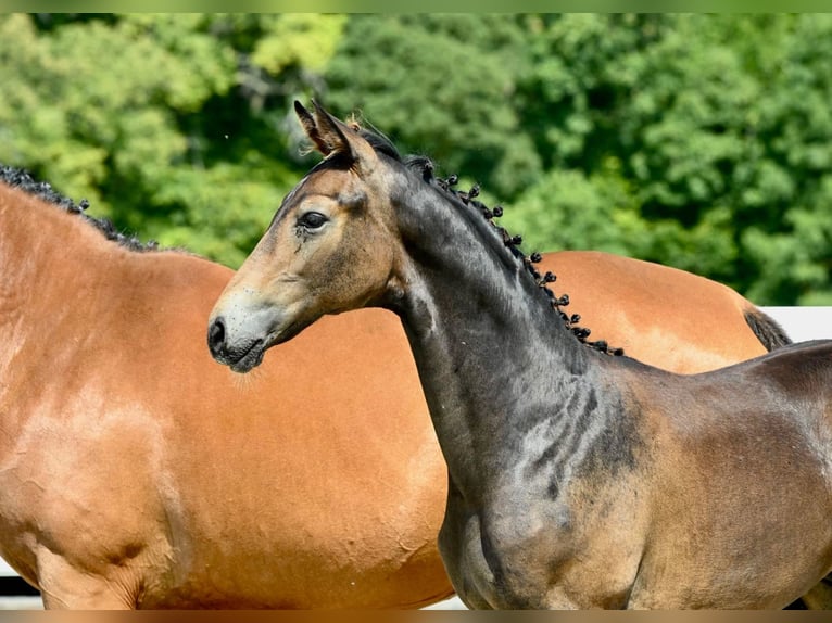 Oldenburg Stallion Foal (02/2024) Brown in Fontaine-l&#39;Abbé