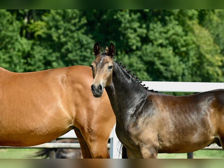 Oldenburg Stallion Foal (02/2024) Brown in Fontaine-l&#39;Abbé