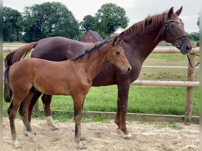 Oldenburg Stallion Foal (03/2025) Brown in Garrel