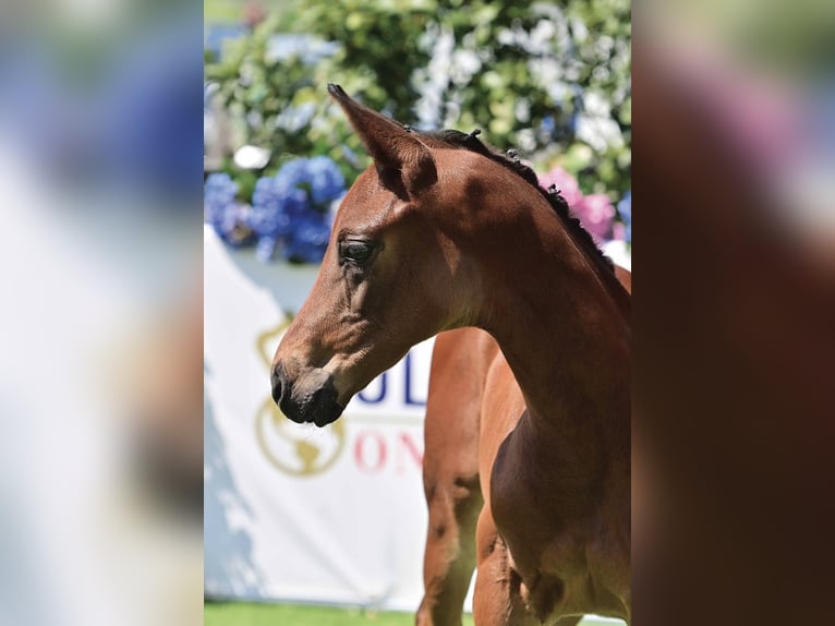 Oldenburg Stallion Foal (04/2023) Brown in Großefehn