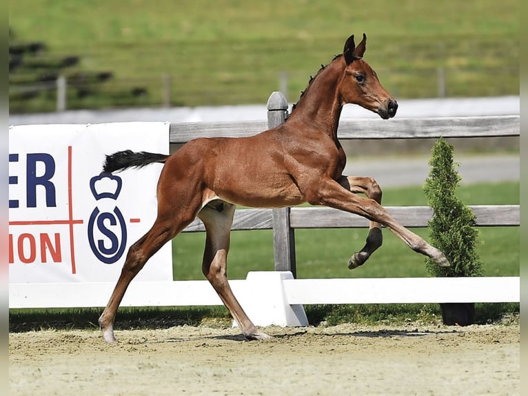 Oldenburg Stallion Foal (04/2023) Brown in Großefehn