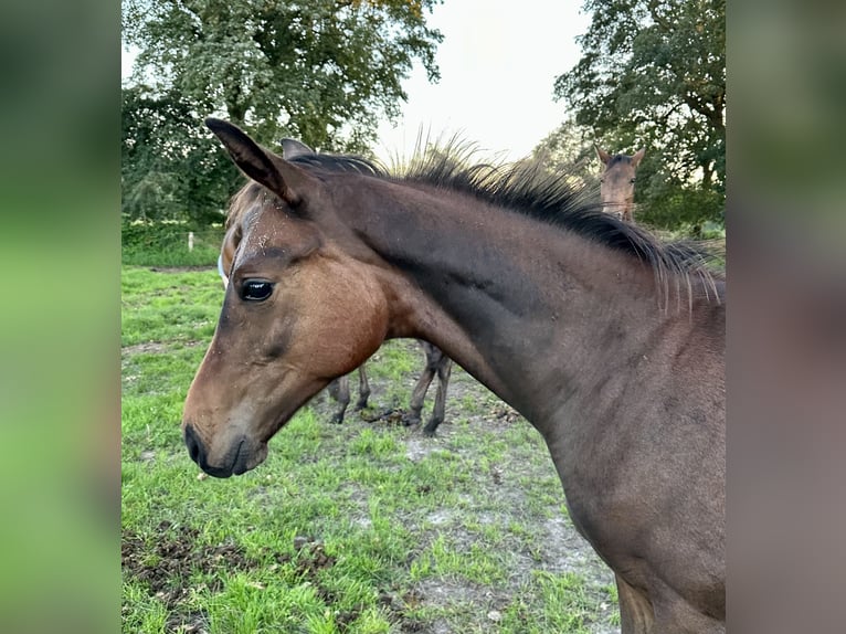 Oldenburg Stallion Foal (04/2023) Brown in Großefehn