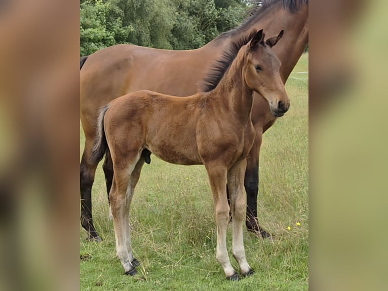 Oldenburg Stallion Foal (04/2026) Brown in Butjadingen