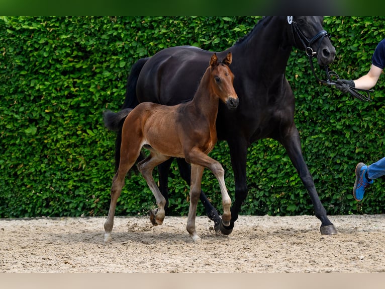 Oldenburg Stallion Foal (05/2026) Brown in Menslage