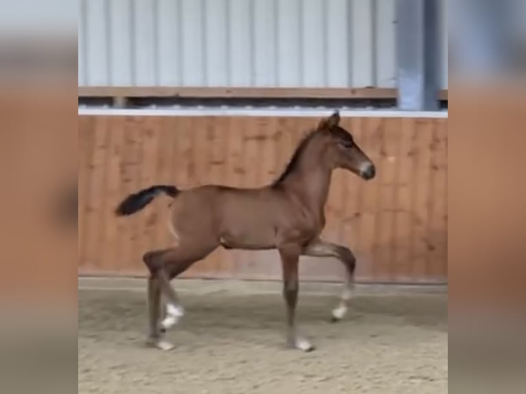 Oldenburg Stallion Foal (06/2025) Brown in Molbergen