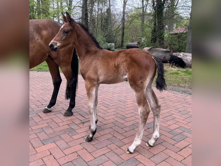 Oldenburg Stallion  Brown in Neuenkirchen-V&#xF6;rden