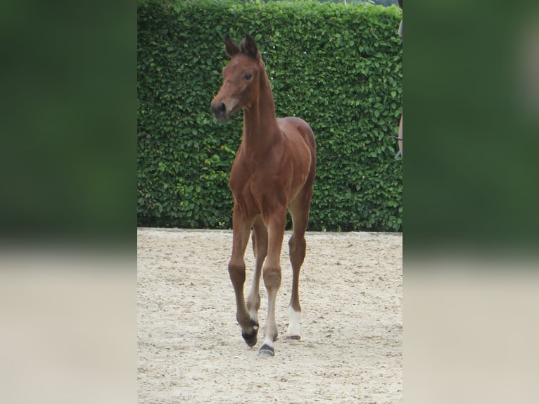 Oldenburg Stallion Foal (04/2026) Brown in Nortrup
