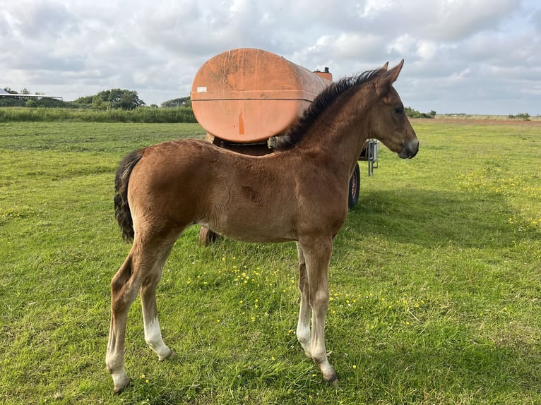 Oldenburg Stallion  Brown in Oldsum