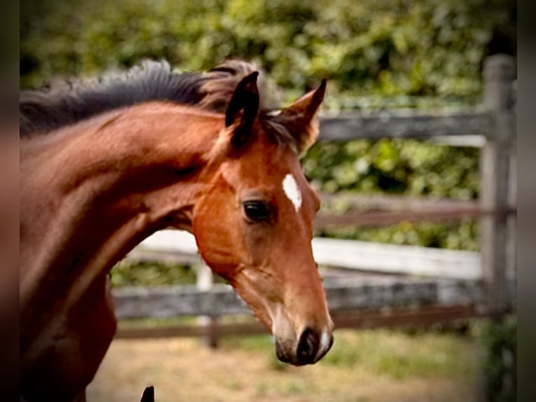 Oldenburg Stallion Foal (04/2025) Brown in Opdorp