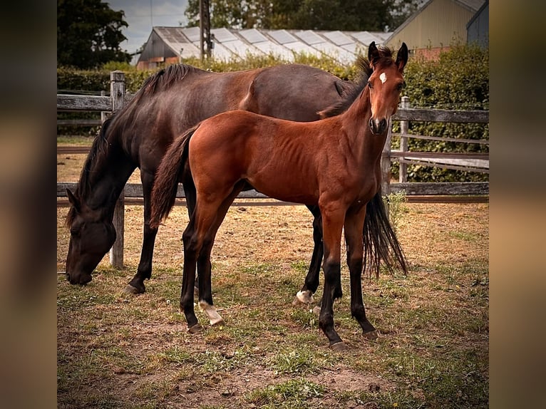 Oldenburg Stallion Foal (04/2025) Brown in Opdorp