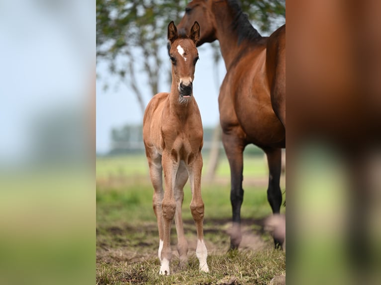 Oldenburg Mix Stallion Foal (05/2024) Brown in Ovelgönne