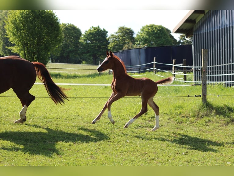 Oldenburg Stallion  Brown in Rennerod