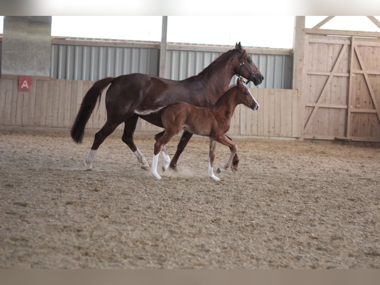 Oldenburg Stallion  Brown in Rennerod