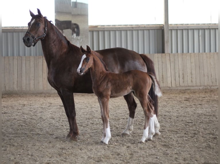 Oldenburg Stallion  Brown in Rennerod