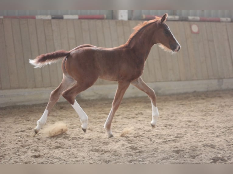 Oldenburg Stallion  Brown in Rennerod