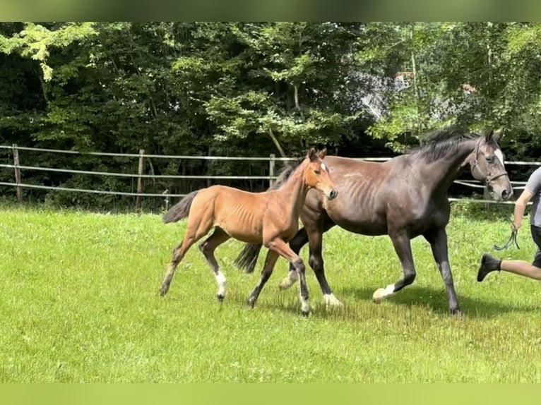 Oldenburg Stallion Foal (04/2025) Brown in Sch&#xF6;nwalde am Bungsberg