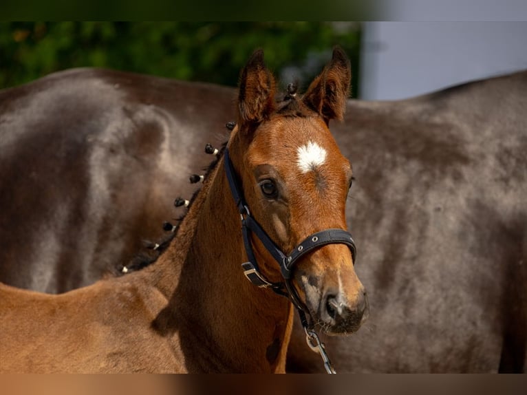 Oldenburg Stallion  Brown in Seeheim-Jugenheim