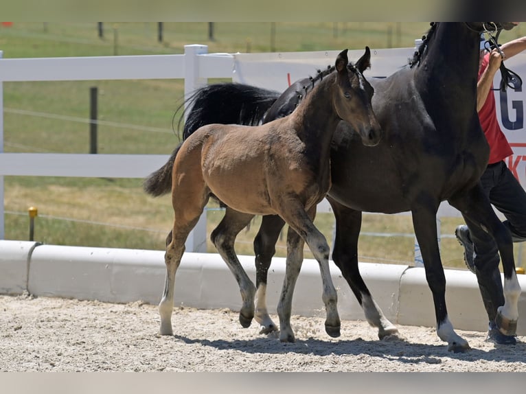 Oldenburg Stallion  Brown in Seeheim-Jugenheim