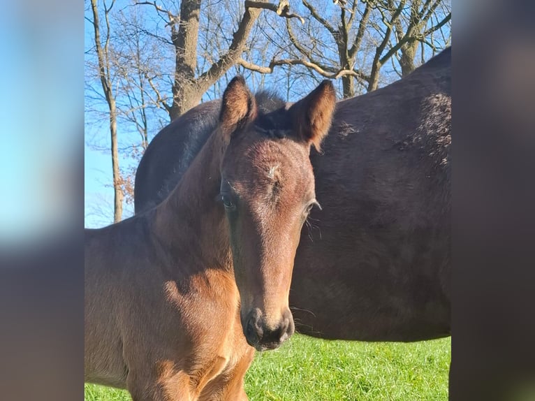 Oldenburg Stallion  Brown in Resthausen