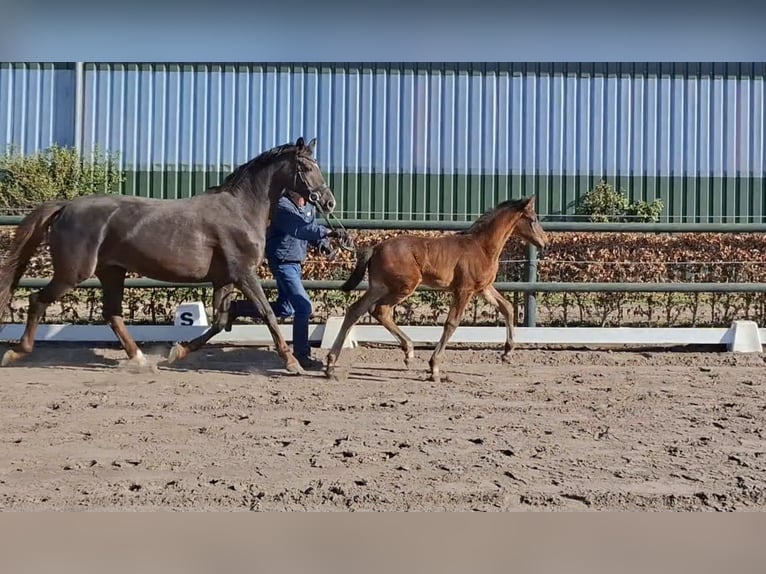 Oldenburg Stallion  Brown in Resthausen