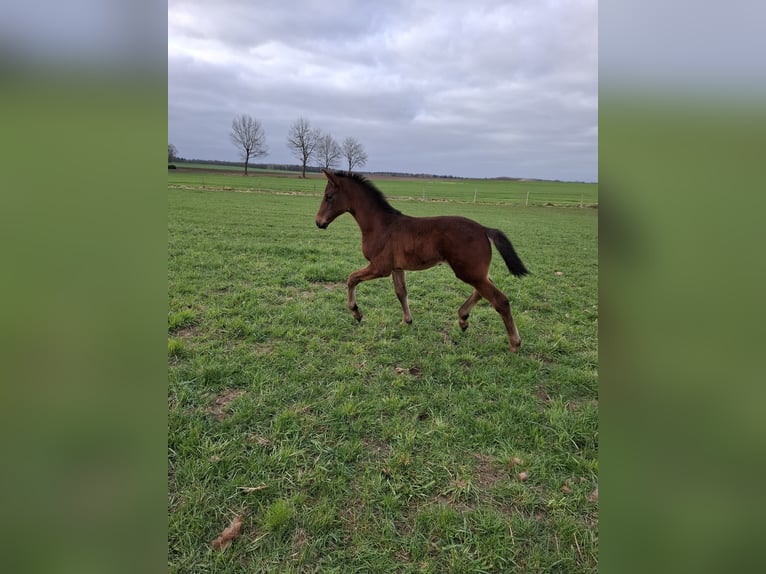 Oldenburg Stallion  Brown in Resthausen