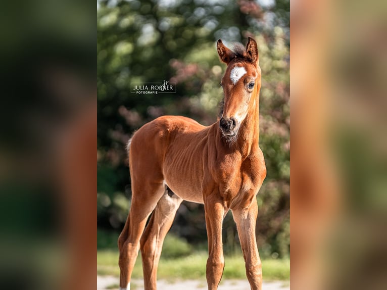 Oldenburg Stallion  Brown in Stadland