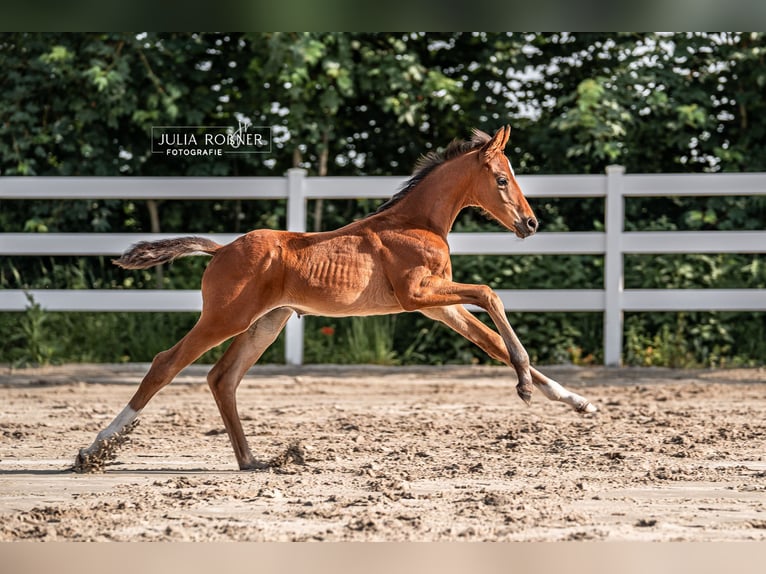 Oldenburg Stallion  Brown in Stadland
