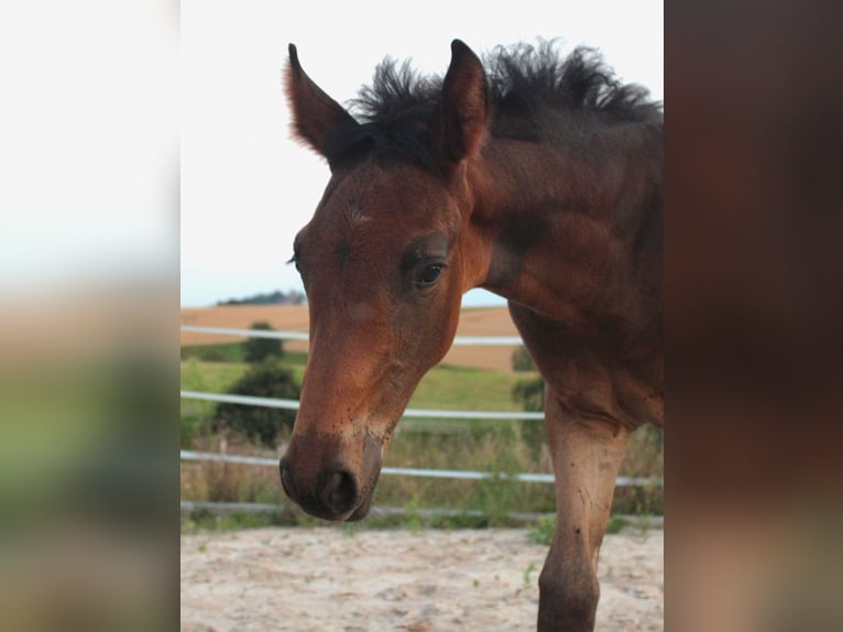 Oldenburg Stallion Foal (05/2024) Brown in Stolpen