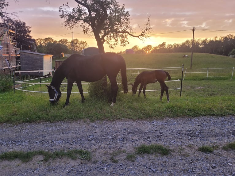 Oldenburg Stallion Foal (05/2024) Brown in Stolpen