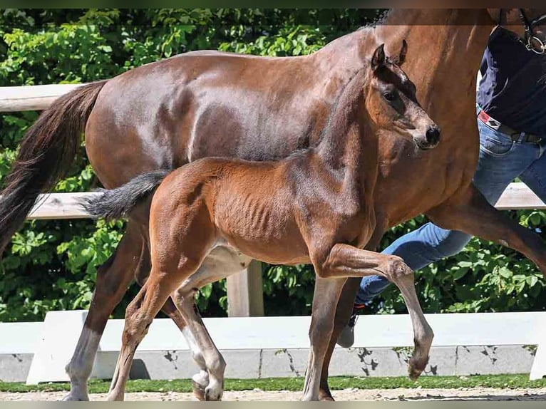 Oldenburg Stallion  Brown in Vechta