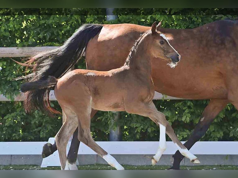 Oldenburg Stallion  Brown in Vechta