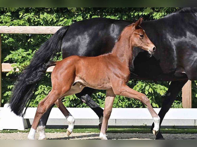 Oldenburg Stallion  Brown in Vechta