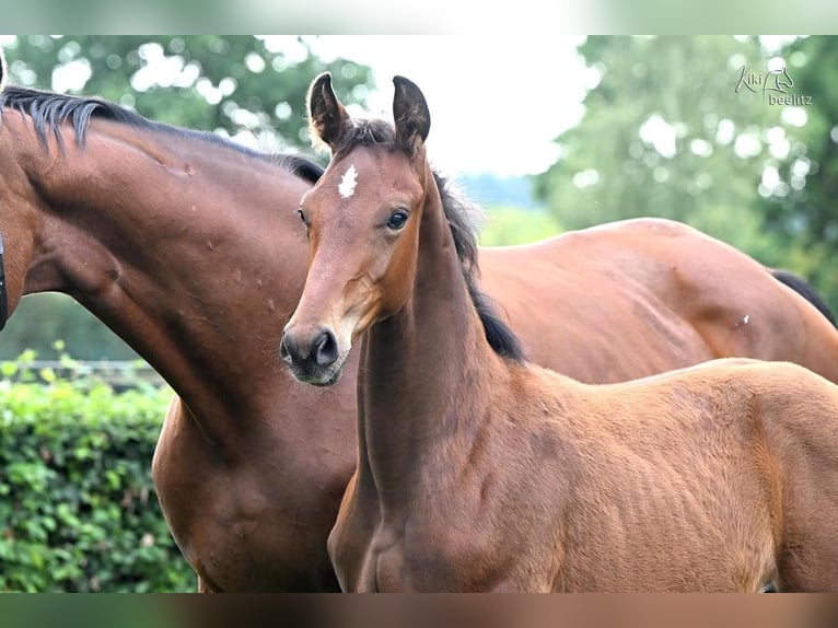Oldenburg Stallion Foal (05/2025) Brown in Vrees
