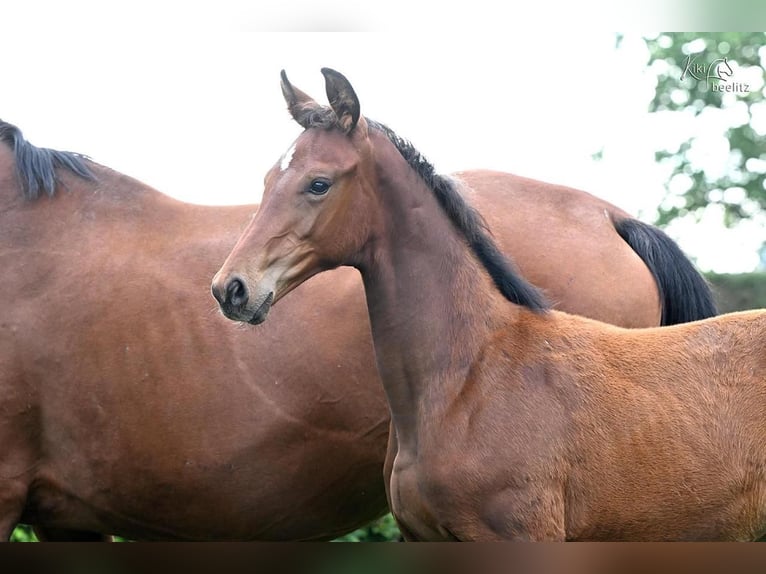 Oldenburg Stallion Foal (05/2025) Brown in Vrees