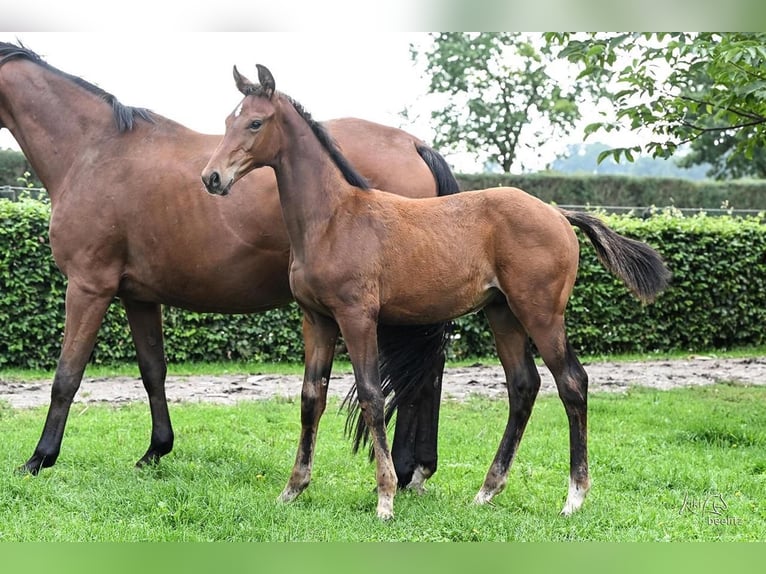Oldenburg Stallion Foal (05/2025) Brown in Vrees