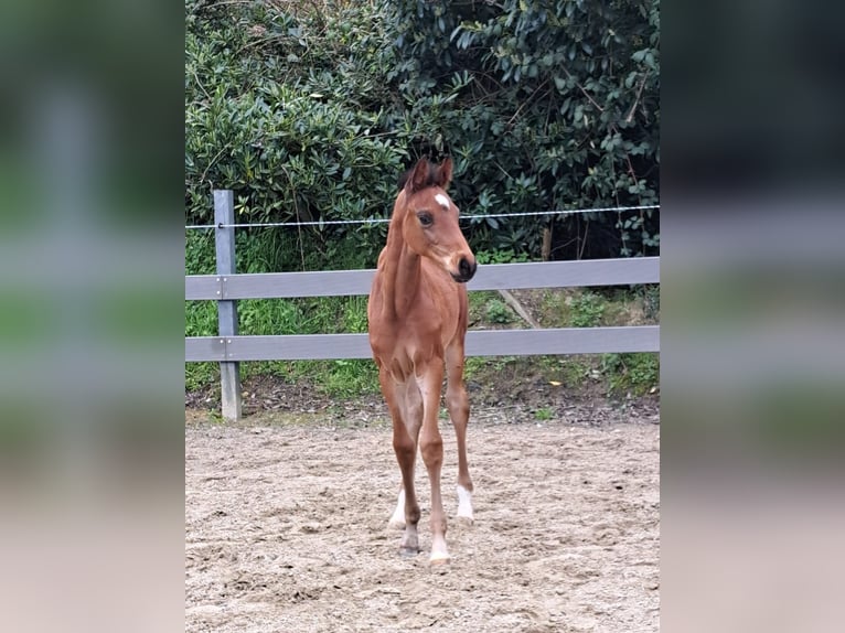 Oldenburg Stallion Foal (02/2023) Brown in Wülfrath