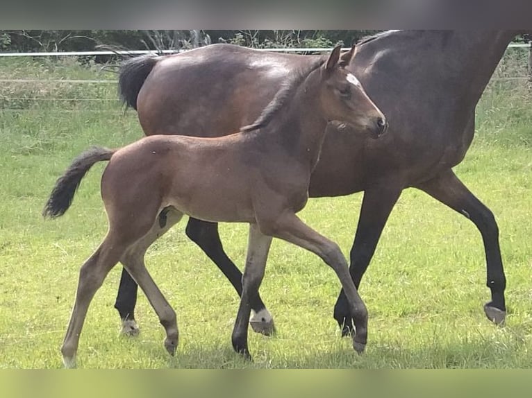 Oldenburg Stallion Foal (04/2024) Brown in Dahlenburg