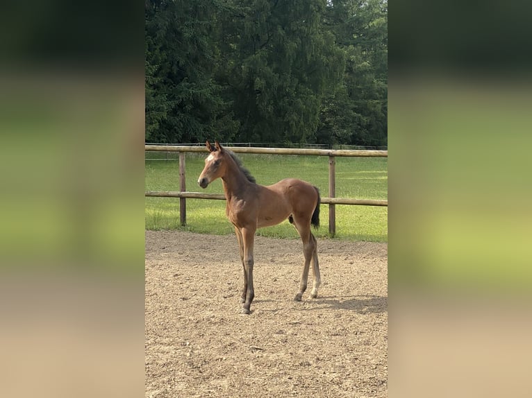 Oldenburg Stallion Foal (04/2024) Brown in Dahlenburg