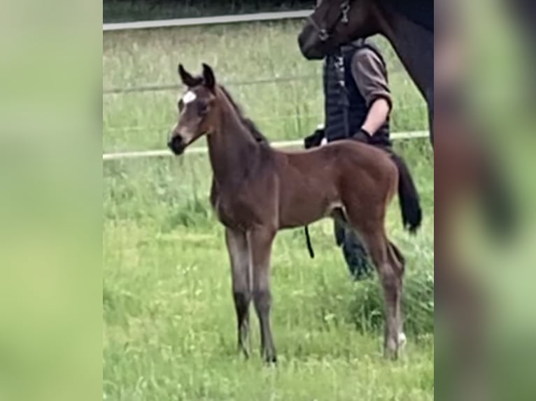 Oldenburg Stallion Foal (04/2024) Brown in Dahlenburg