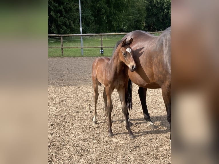 Oldenburg Stallion Foal (04/2024) Brown in Dahlenburg