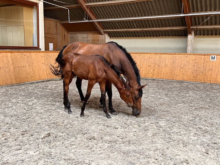 Oldenburg Stallion Foal (05/2024) Brown in Uelsen