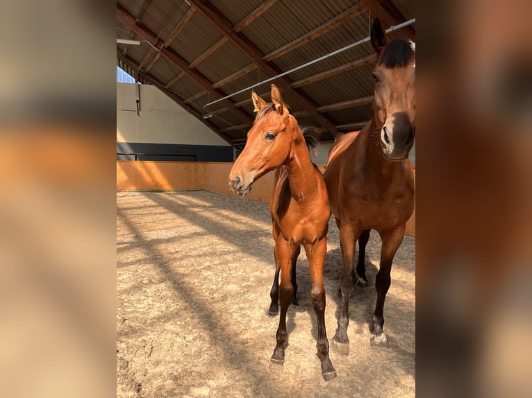 Oldenburg Stallion Foal (05/2024) Brown in Uelsen