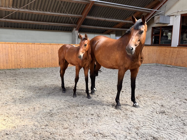 Oldenburg Stallion Foal (05/2024) Brown in Uelsen