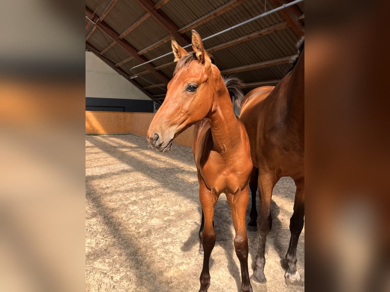 Oldenburg Stallion Foal (05/2024) Brown in Uelsen