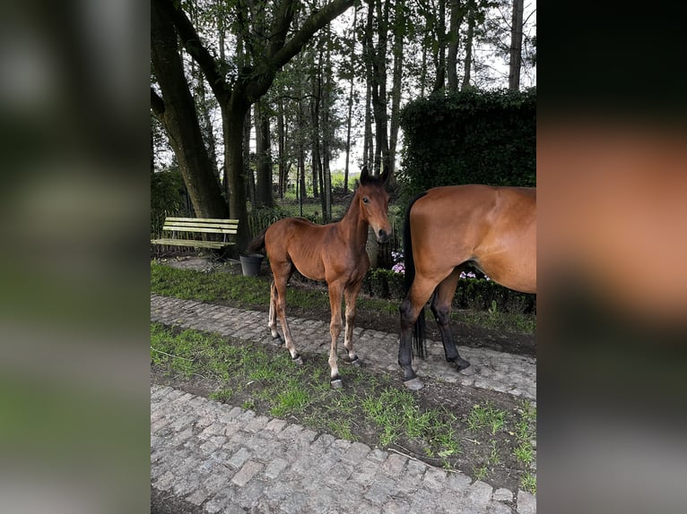 Oldenburg Stallion Foal (04/2024) Brown-Light in Geel