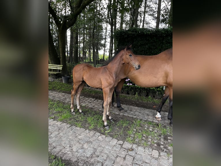 Oldenburg Stallion Foal (04/2024) Brown-Light in Geel