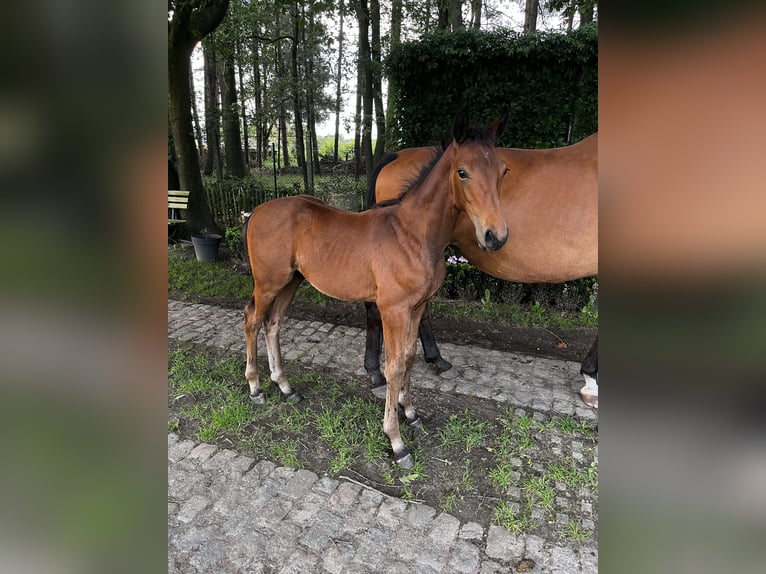 Oldenburg Stallion Foal (04/2024) Brown-Light in Geel