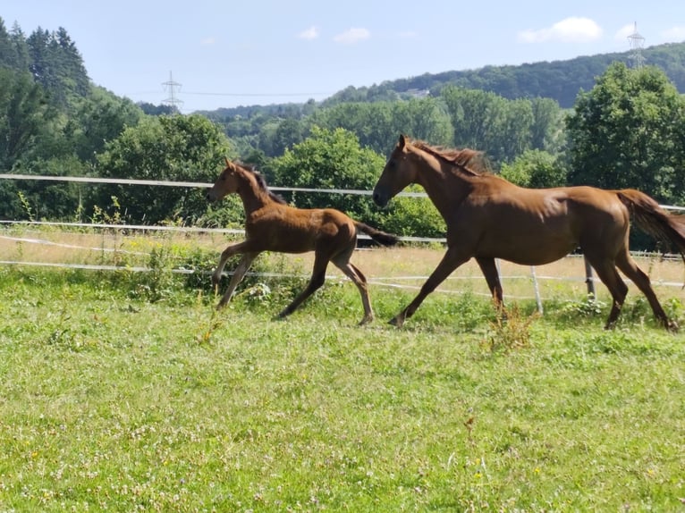 Oldenburg Stallion Foal (01/2025) Brown in Dornburg
