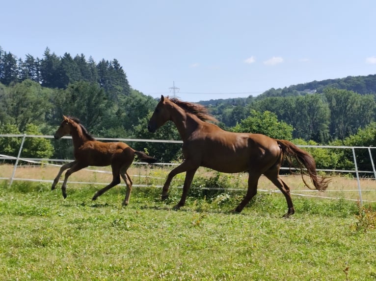 Oldenburg Stallion Foal (01/2025) Brown in Dornburg
